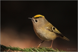 <p>KRÁLÍČEK OBECNÝ (Regulus regulus) /Goldcrest - Wintergoldhähnchen/</p>